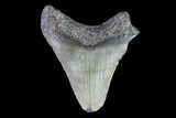 Juvenile Megalodon Tooth - Georgia #83671-1
